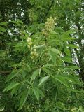 Aesculus glabra. Отцветающее соцветие, соплодия с завязавшимися плодами и листья. Ленинградская обл., Гатчинский р-н, пос. Пудость, ул. Половинкиной. 10.06.2026.