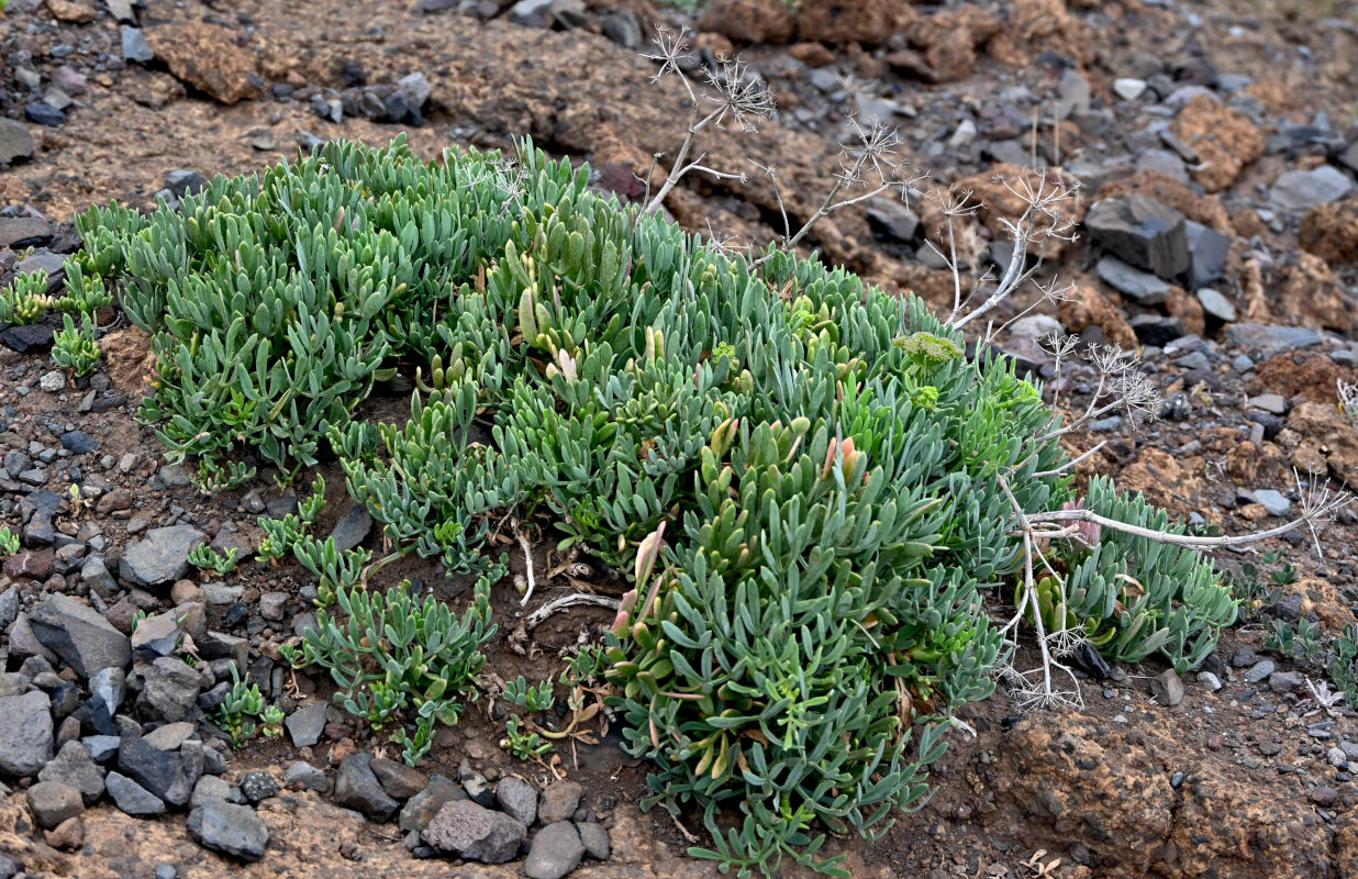 Image of Crithmum maritimum specimen.