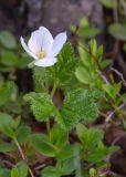 Rubus chamaemorus. Верхушка побега с цветком. Мурманск, Октябрьский р-н, берег оз. Малое. 09.06.2026.