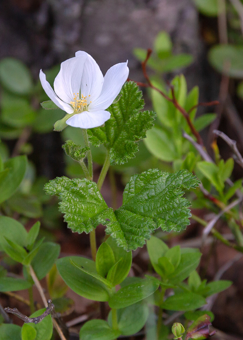 Изображение особи Rubus chamaemorus.
