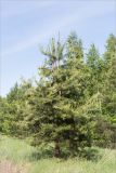 Pinus sylvestris. Молодое дерево. Татарстан, окр. с. Камское Устье, дол. р. Волга, смешанный лес (с Pinus и Betula) у края скошенного поля. 01.06.2026.