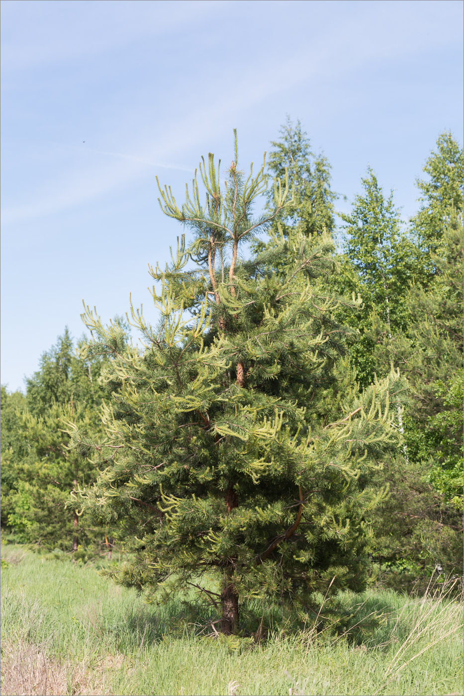 Изображение особи Pinus sylvestris.