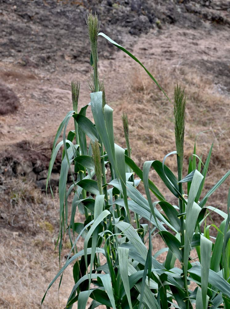 Изображение особи Arundo donax.