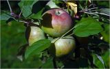 Malus domestica. Незрелые плоды. Московская обл., Раменский р-н, окр. дер. Хрипань, садовый участок. 15.08.2026.