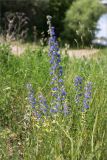 Echium vulgare. Верхушка цветущего растения. Кострома, берег р. Волга вблизи впадения р. Кострома, разнотравный луг. 11.06.2026.