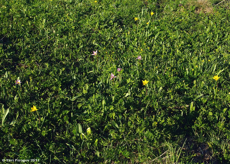 Image of Tulipa riparia specimen.