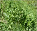 Armoracia rusticana. Зацветающее растение. Чувашия, окр. г. Шумерля, Промзона. 24 мая 2011 г.