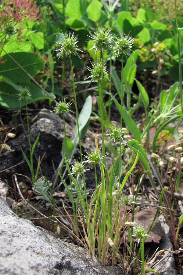 Image of Echinaria capitata specimen.