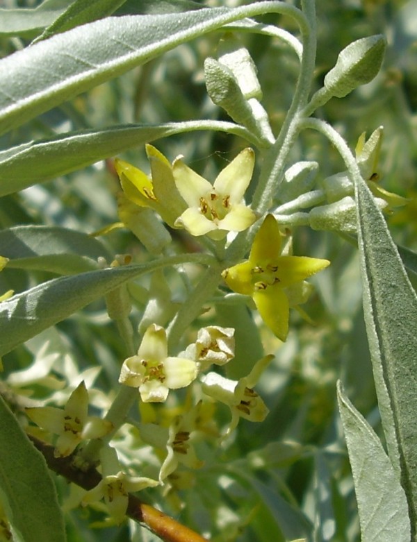Image of Elaeagnus angustifolia specimen.