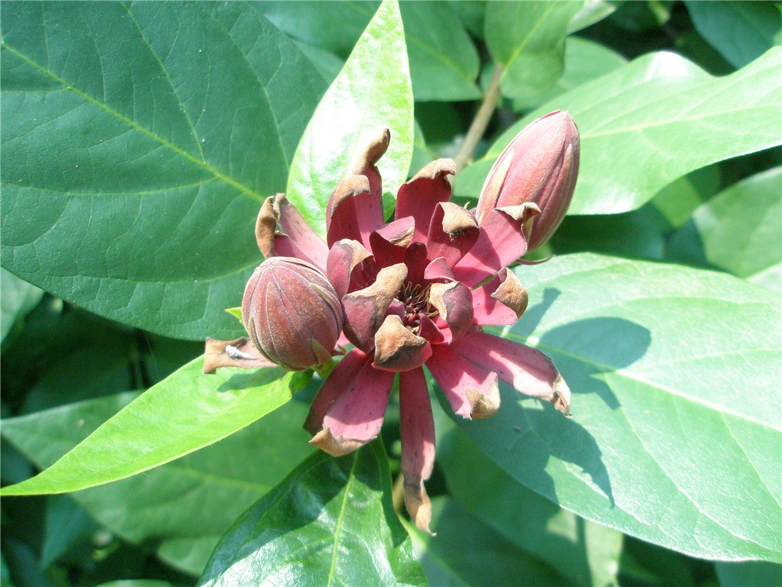 Изображение особи род Calycanthus.