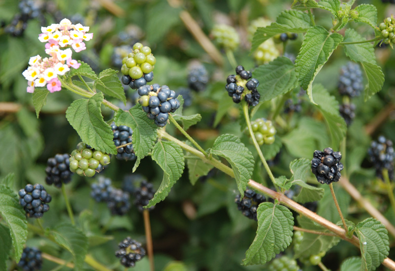 Image of Lantana camara specimen.