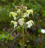 Pedicularis lapponica. Соцветие. Мурманская обл., Североморский р-н, окрестности пос. Росляково. Конец июня 2008 г.