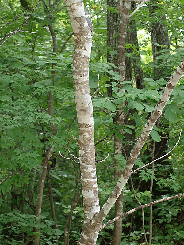 Image of Fraxinus rhynchophylla specimen.