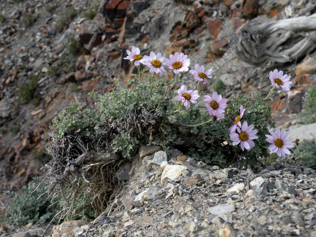 Image of Chrysanthemum sinuatum specimen.