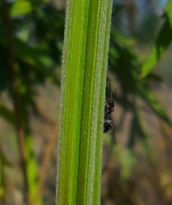 Изображение особи Leonurus glaucescens.