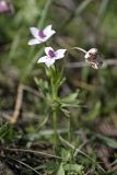 Anemone tschernaewii