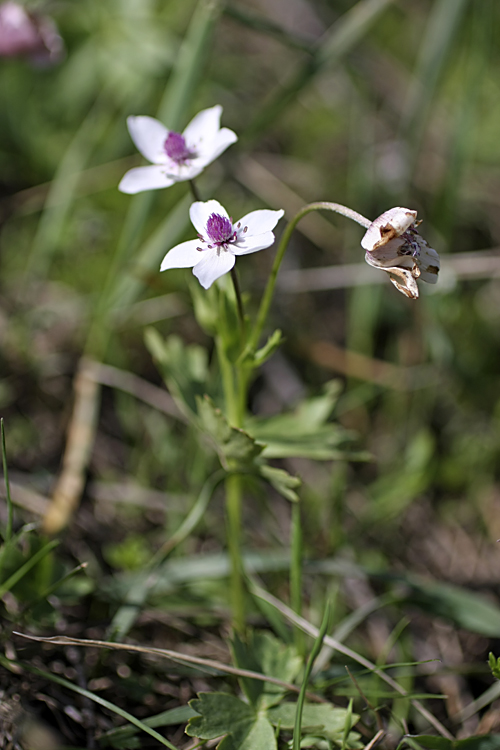 Изображение особи Anemone tschernaewii.