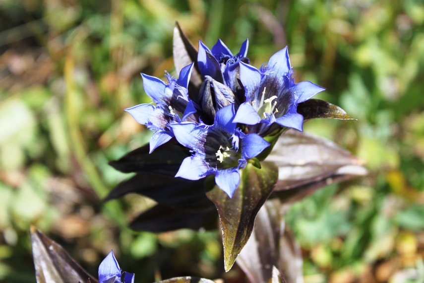 Изображение особи Gentiana fischeri.