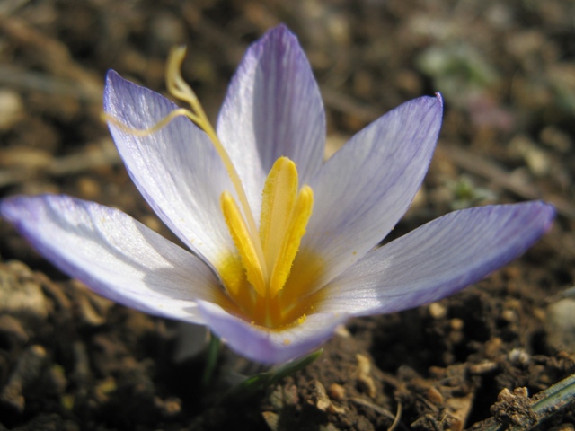 Изображение особи Crocus tauricus.