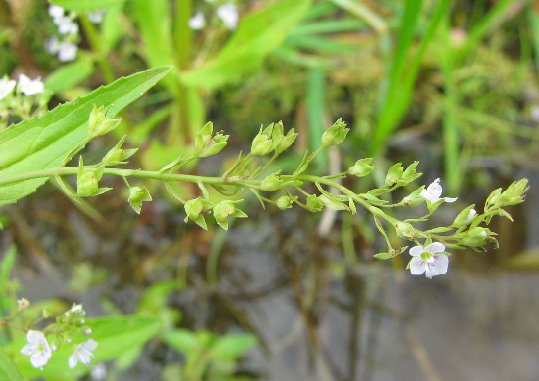 Image of Veronica anagallis-aquatica specimen.