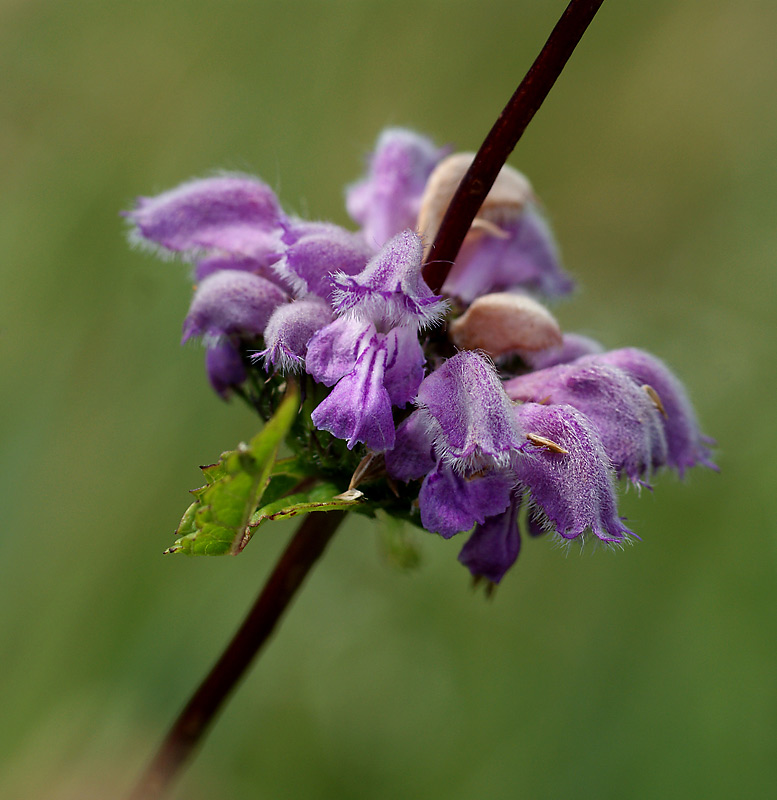 Изображение особи Phlomoides tuberosa.