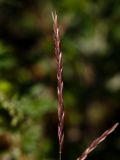 Elymus kamczadalorum. Колос. Камчатка, Кроноцкий запов., Долина Гейзеров. 30.08.2011.