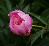 Paeonia lactiflora. Раскрывающийся цветок (махровый культивар). Московская обл., Раменский р-н, окр. дер. Хрипань, садовый участок. 14.06.2011.