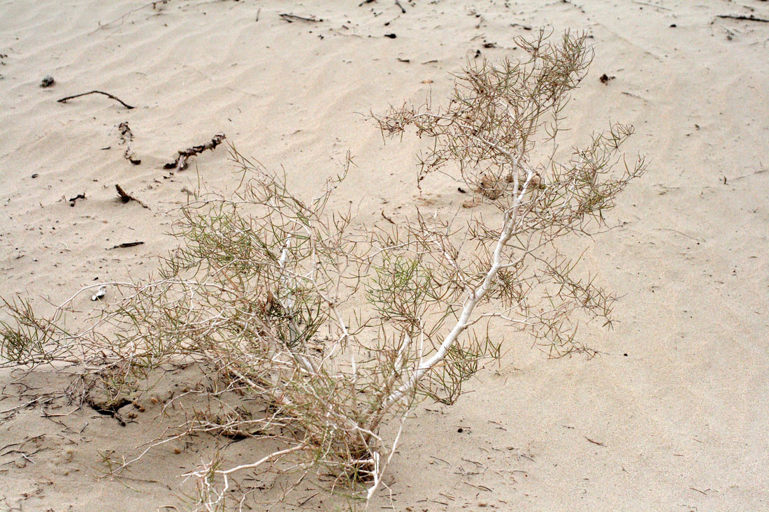 Image of Calligonum litwinowii specimen.