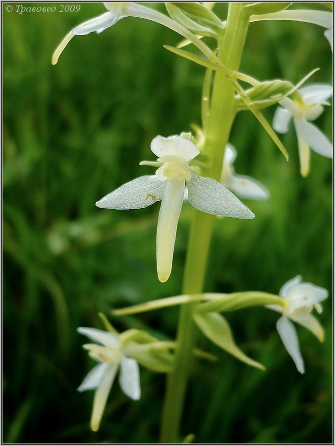 Изображение особи Platanthera bifolia.