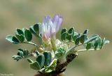 Astragalus borodinii. Цветущее растение. Казахстан, Алматинская обл., хр. Торайгыр, перевал Аласы. 10.05.2011.