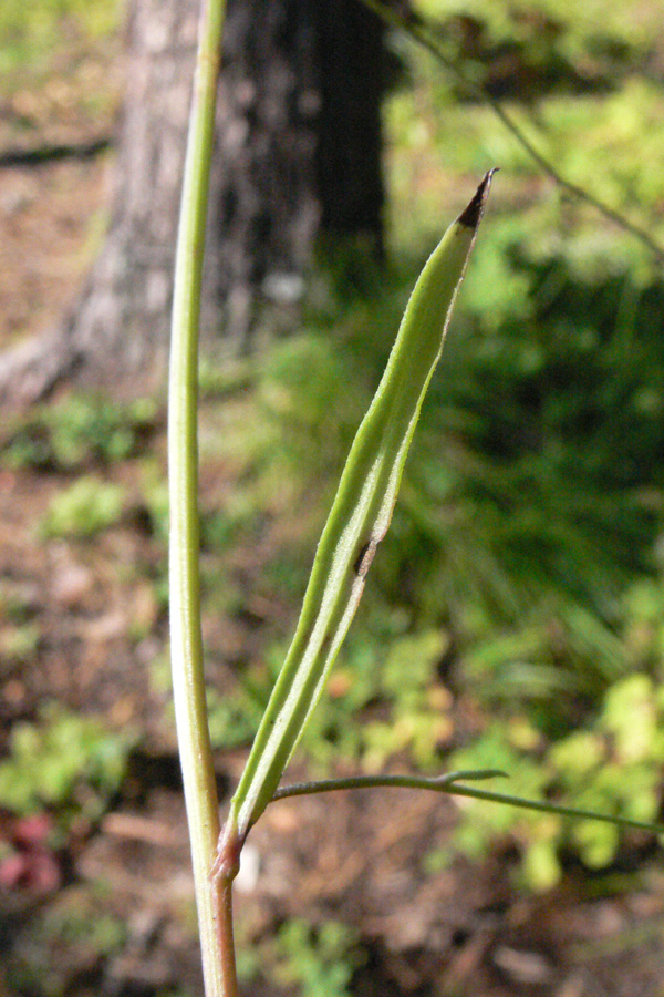 Изображение особи Crepis tectorum.