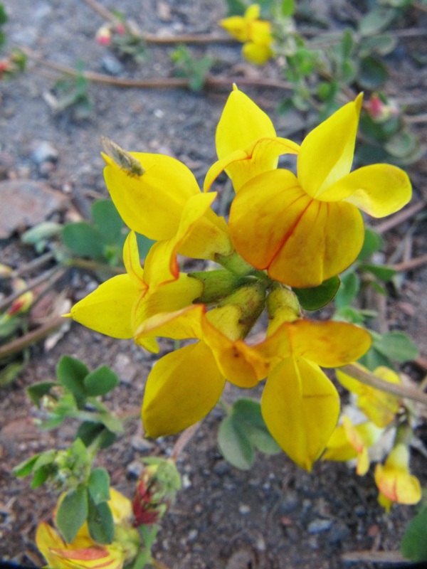 Image of Lotus dvinensis specimen.