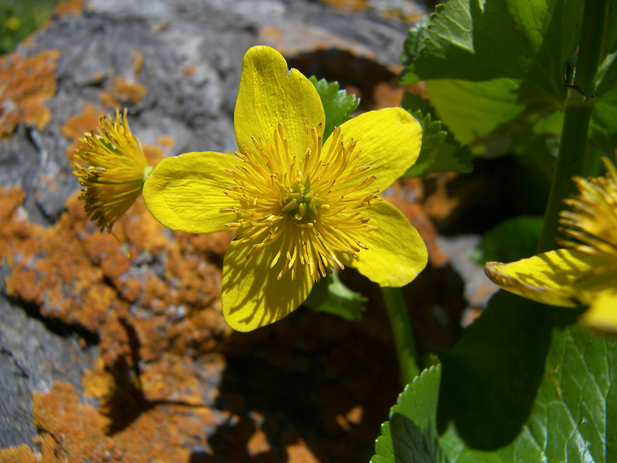 Image of Caltha polypetala specimen.