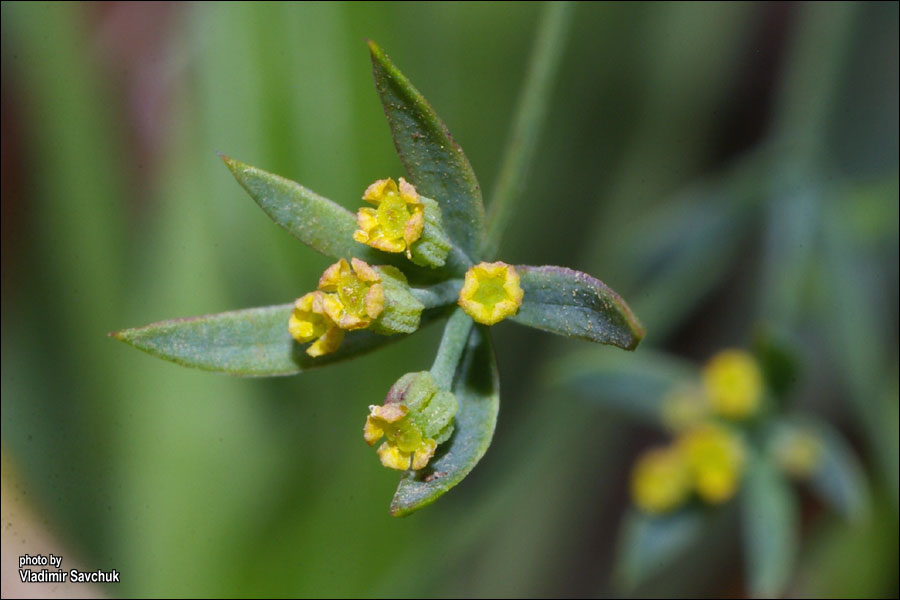 Image of Bupleurum tenuissimum specimen.