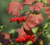 Viburnum opulus