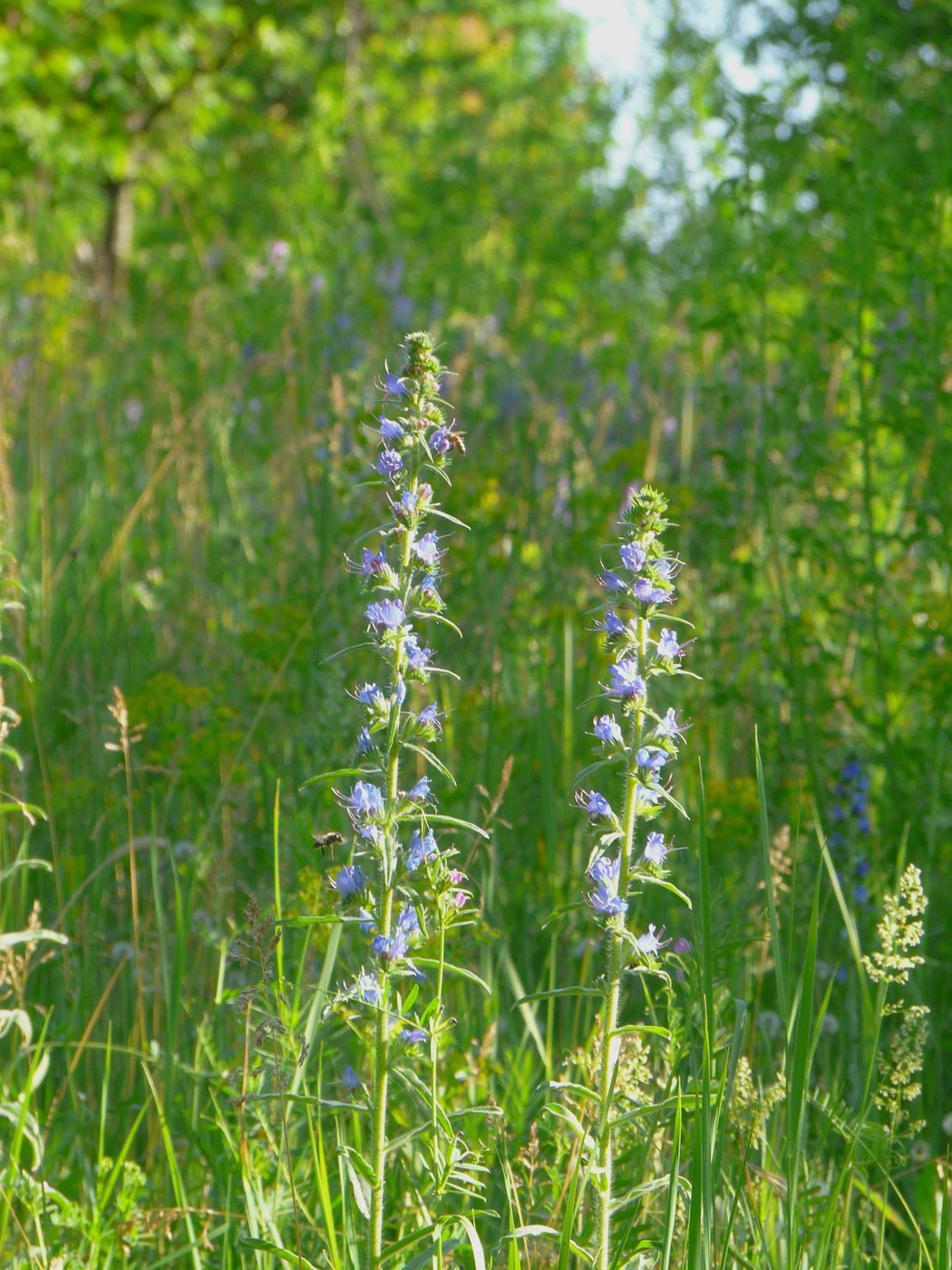 Image of Echium vulgare specimen.