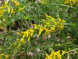 Genista tinctoria