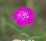 Dianthus fischeri