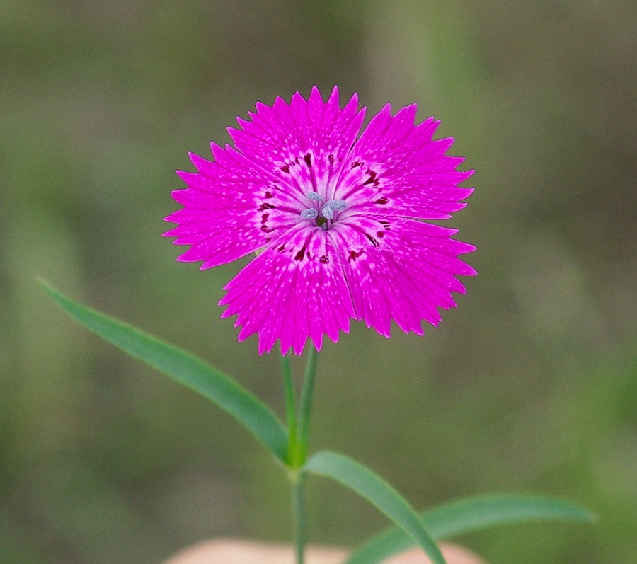 Image of Dianthus fischeri specimen.
