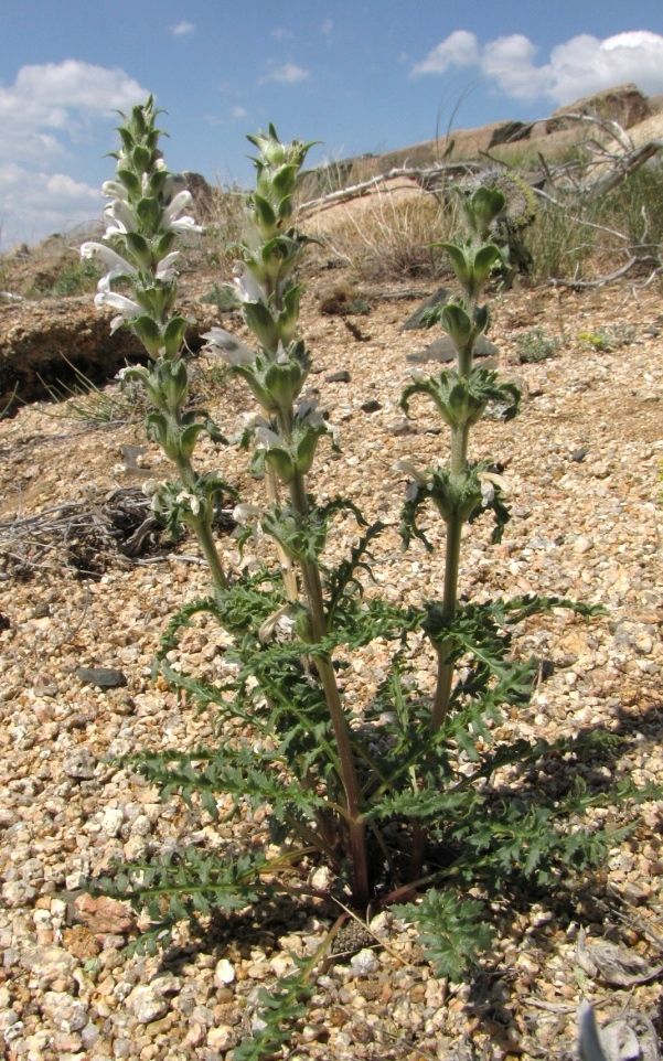 Image of Pedicularis interrupta specimen.