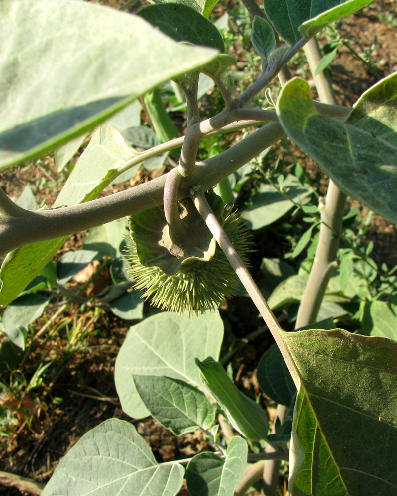 Изображение особи Datura wrightii.