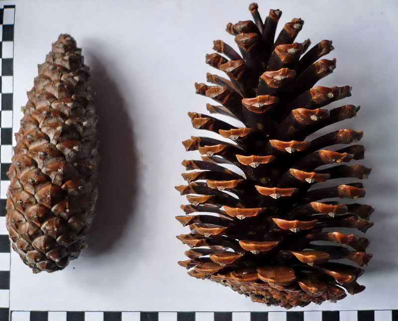 Изображение особи Pinus pinaster.