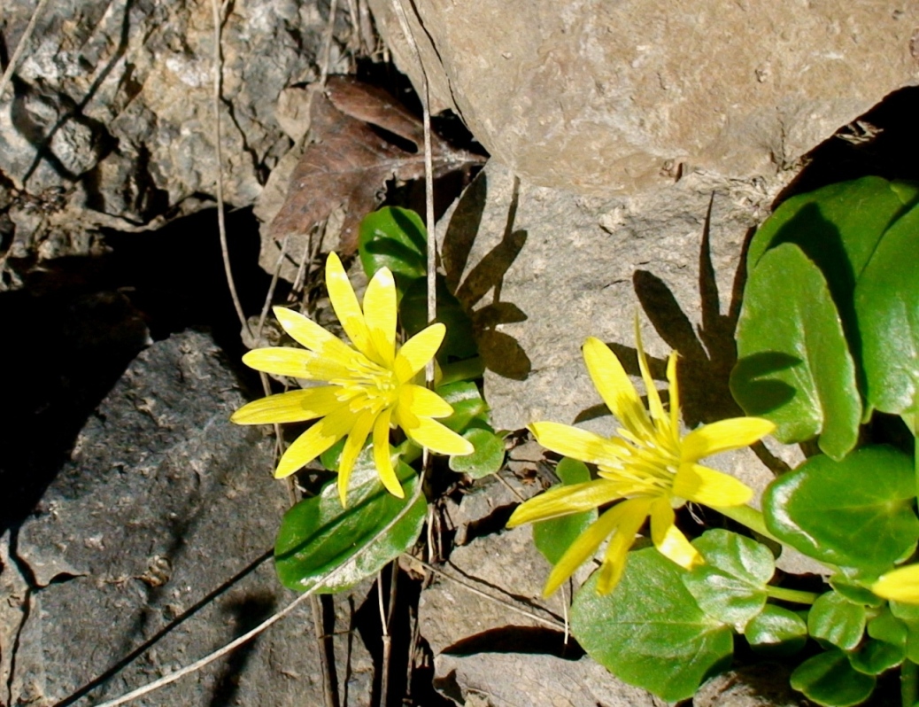 Изображение особи Ficaria fascicularis.