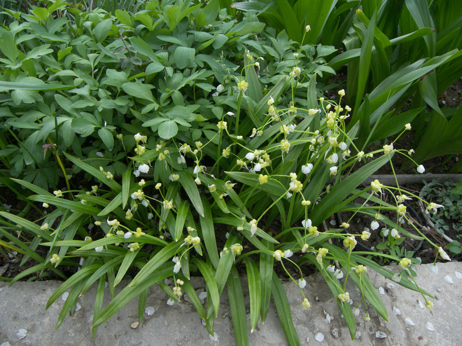Image of Allium paradoxum specimen.