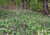 Corydalis bracteata. Поляна цветущих растений под кронами сосен. Казахстан, Восточно-Казахстанская область; Западный Алтай, скл. Ульбинского хребта, окр. с. Ушановское. 29.04.2012.