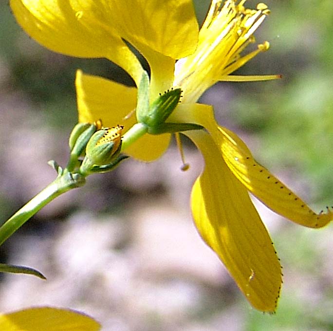 Изображение особи Hypericum elongatum.