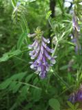 Vicia villosa. Верхняя часть цветущего растения. Украина, Черкасская обл., Каневский р-н, региональный ландшафтный парк \"Трахтемиров\", урочище \"Монастырок\". 26 мая 2012 г.
