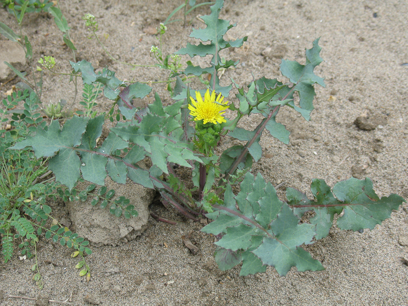 Image of Sonchus oleraceus specimen.