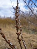 Hippophae rhamnoides. Ветвь. Чувашия, окр. г. Шумерля, пойма р. Паланка, Низкое поле. 4 апреля 2009 г.