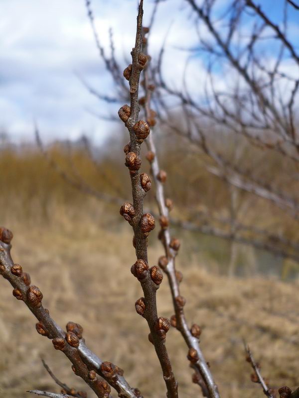 Image of Hippophae rhamnoides specimen.